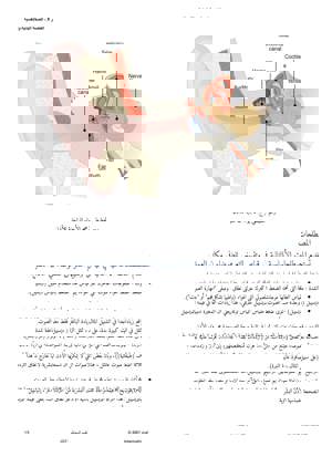 Unit IG2 Arabic Page 2